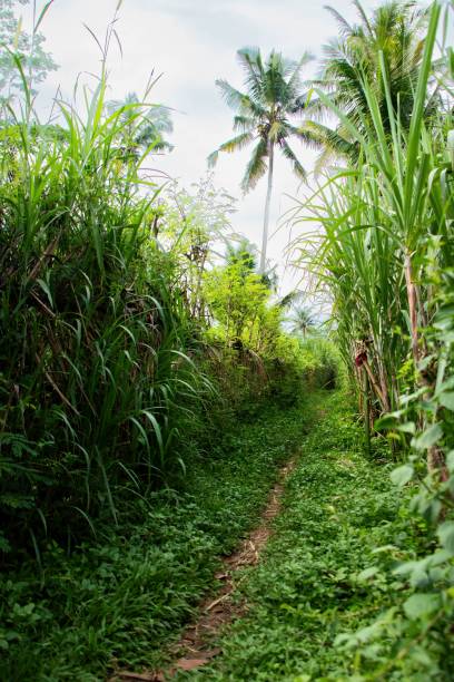 istock A small country road crosses sugar cane fields towards the river 2151193634