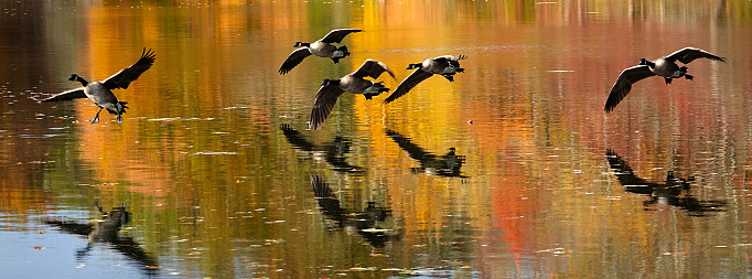 Canada Geese coming in for a landing on a pond.