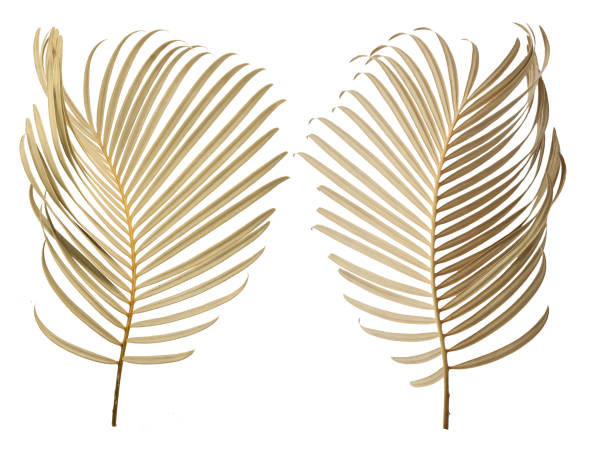 istock Tropical palm leaf isolated on whit background 2151196383