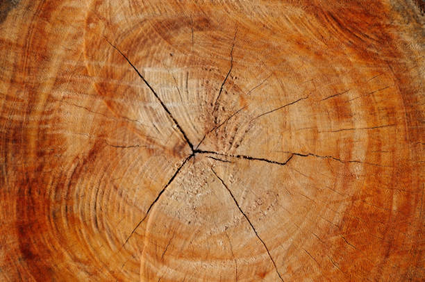 istock Cross-Section of a Bark of a Tree 2151198404