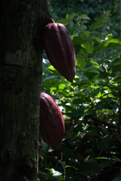 istock An ideal climate and terrain for planting cocoa. 2151198624