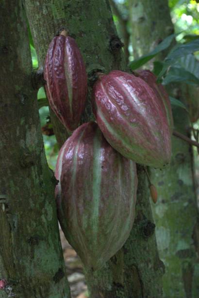 istock An ideal climate and terrain for planting cocoa. 2151198647