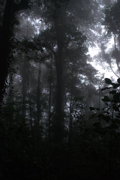 istock An ideal climate and terrain for planting cocoa. 2151198655