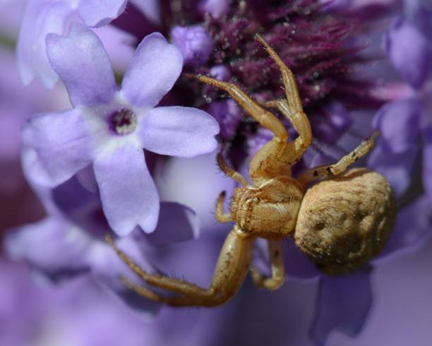 istock Crab Spider on a Cedros Island Verbena Flower 2151198693