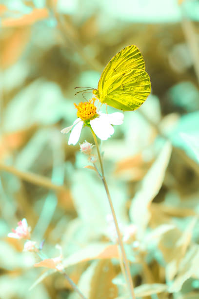 Yellow butterfly sucks nectar from a small flower amidst beautiful nature.
