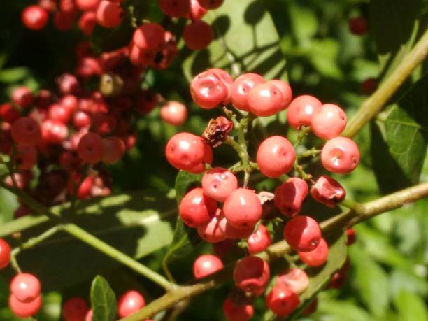 istock Pink Peppercorn Seeds: Subtle Aroma and Flavor 2151200247