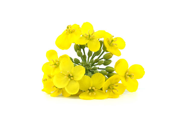 istock Yellow oilseed rape flowers isolated on white background 2151200396