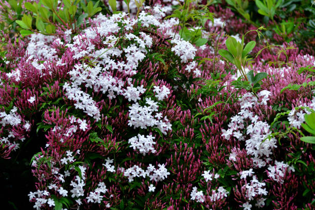 istock Jasminum polyanthum / Pink Jasmine: 2151200539