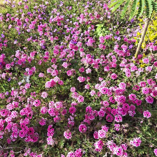 istock Flower grass carpet in montazah park 2151200889
