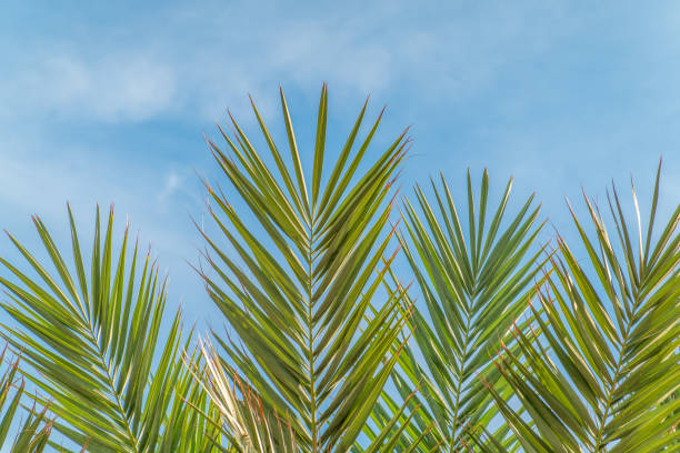 Palm tree with green leaves on blue background. Palm Trees - Perfect palm trees against a beautiful blue sky