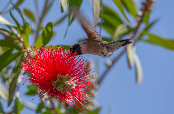 istock Brilliant Flower and Hummingbird 2151203424