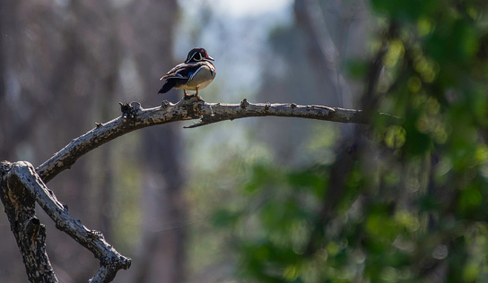 A male Wood Duck perches on a branch looking over a wooded area