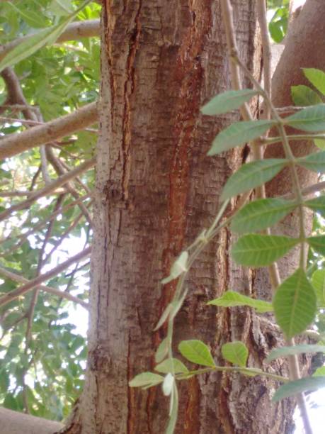 istock Structure of the Pink Peppercorn Plant: Trunk, Stem, and Branches 2151204431
