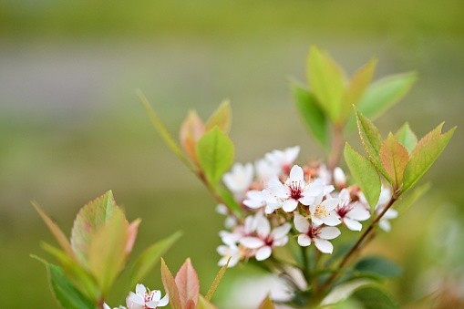 Explore Rhodomyrtus formosa's blooms in East and Southeast Asia. Flourishing in low-elevation forests and streamsides, it paints scenery with delicate white or pink blossoms from MAR to MAY in Taiwan.