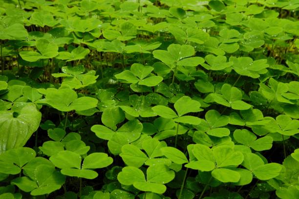 istock Close up of clover 2151205246