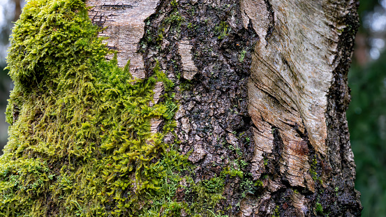 Moss and tree bark texture on a tree