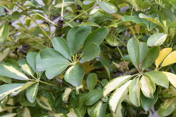 istock Heptapleurum  (Schefflera) arboricola 'Variegata', 2151211441