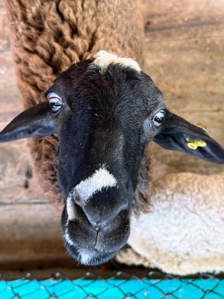 istock a photography of a sheep with a white patch on its face. 2151212678