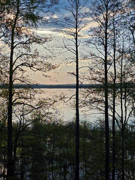 istock Beautiful sunset over the lake in the Forest. Tree silhouettes. Spring. 2151213020