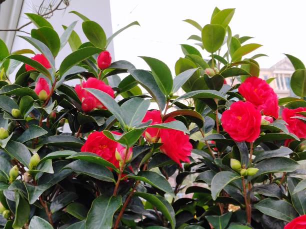 Camellia japonica L.