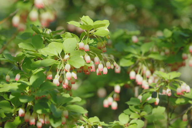 Cute Sarasadoudan in full bloom