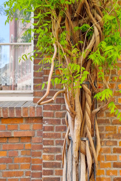 istock Strangler Fig Tree Growing on Brick Wall with Building in Background 2151213644