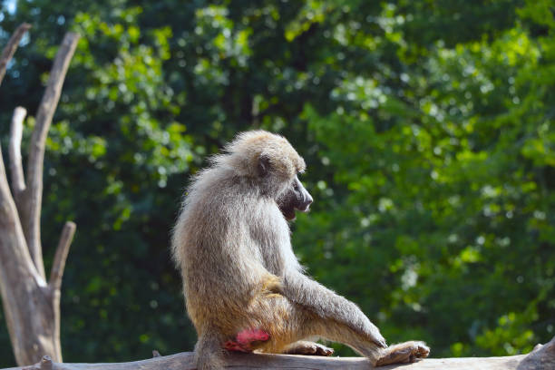 A monkey sits in a tree in the park. Wild animals