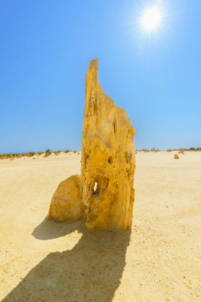 Natural limestone pillars rise from the yellow sandy desert. The pillars are formed by deposits of sea shells and algal, calcrete and paleosoil or cemented pipe and tube of millions of years of erosion. The park is a popular tourist attraction.