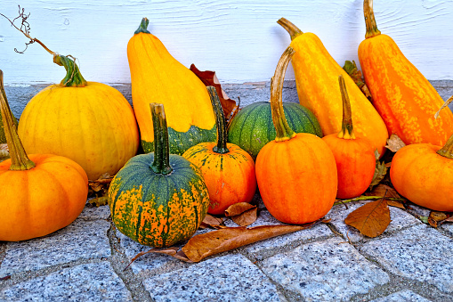 Yellow pumpkins. Harvest in autumn. Preparing for Halloween