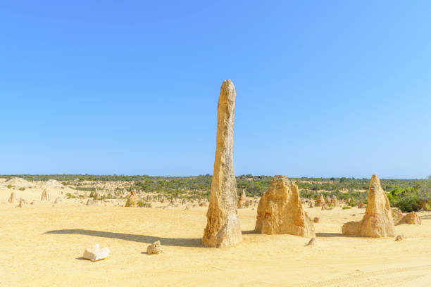 Natural limestone pillars rise from the yellow sandy desert. The pillars are formed by deposits of sea shells and algal, calcrete and paleosoil or cemented pipe and tube of millions of years of erosion. The park is a popular tourist attraction.
