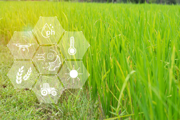 istock Agricultural technology concept uses AI in agricultural reading reports, combining machine learning technology, artificial intelligence, 5G 2151215661