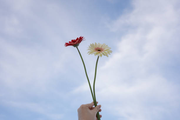 istock nature and landscape concept with gerbera flower and cloudy sky background 2151216117