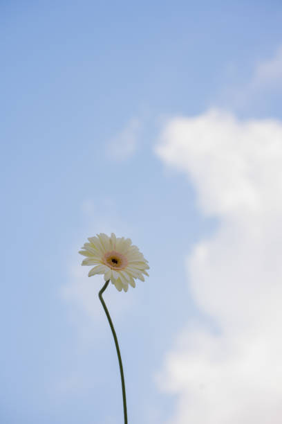 White dahlia in macro