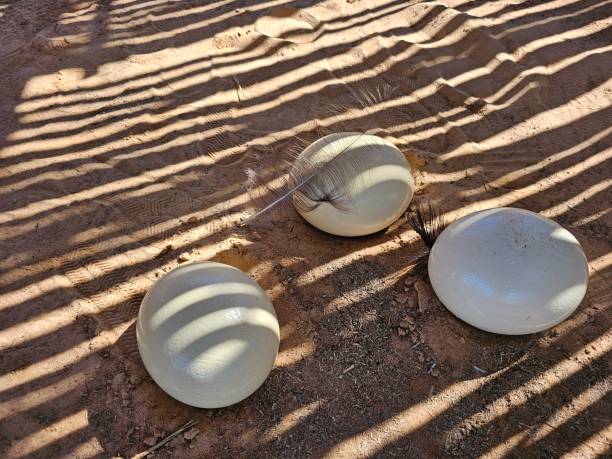 istock Eight ostrich eggs in a low sand nest 2151216247