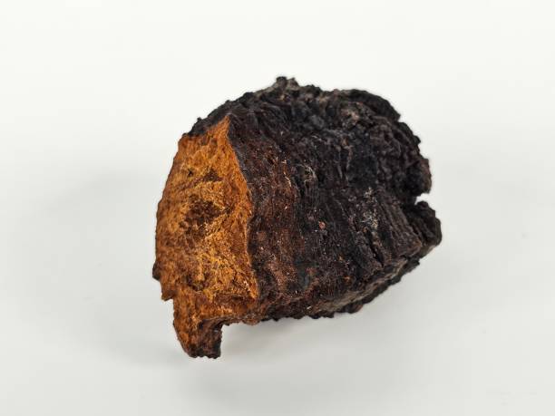 istock Chaga Mushroom  and Healthy Nutrition 2151216351