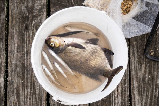 istock Catching fish in a bucket, weekend vacations, hobbies. 2151216643