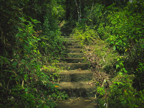 Scenic view of tropical jungle (Rain forest)