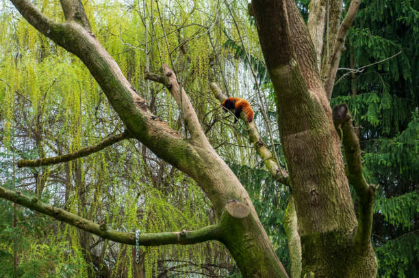 istock Red panda lies and rests high on tree. 2151217216