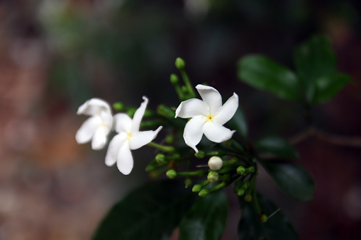 White Jasmine flowers or Bunga Melati putih or Jasminum sambac flowers blooming in nature.
