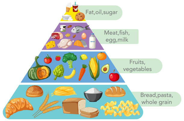 istock Illustrated food pyramid with various food groups. 2151217622