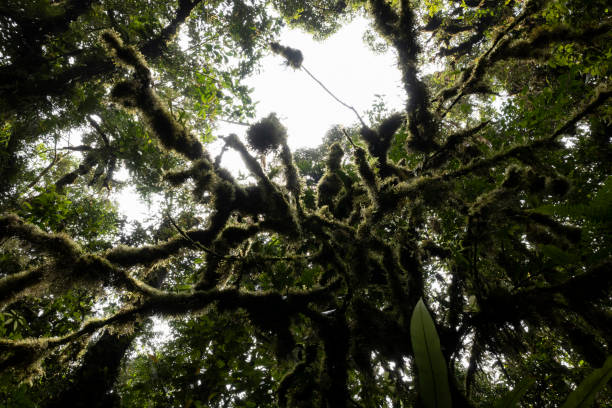Moss covers a tree in the Ulu Masen rainforest in Aceh, Indonesia.