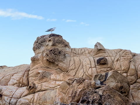 One seagull rests on a weird yet beautiful rock formation. “Il Cotone”,  Island of Elba, Italy