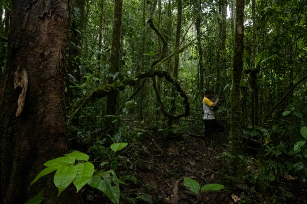 istock Man Walking in the Rainforest - Stock Photo 2151217835