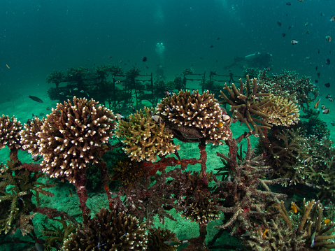 On an island in the south of Thailand A project to grow coral on steel rods is underway to restore coral reefs and expand aquatic habitat.