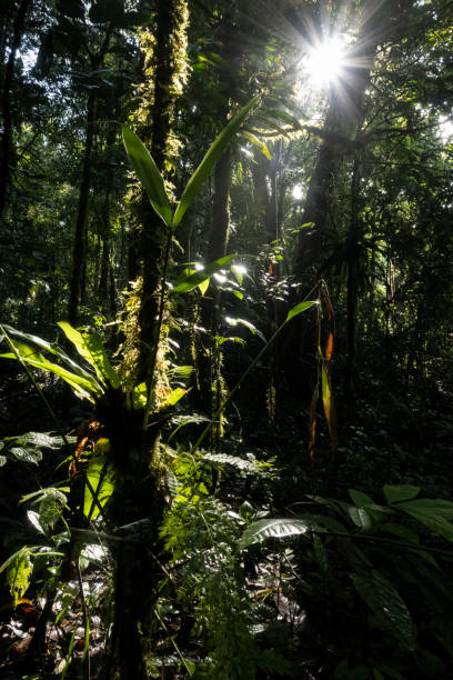 Sunlight penetrates through the gaps in the tree canopy in the Ulu Masen rainforest in Aceh, Indonesia.