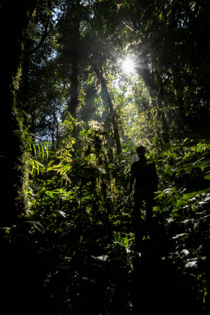 istock Man Walking in the Rainforest - Stock Photo 2151218191