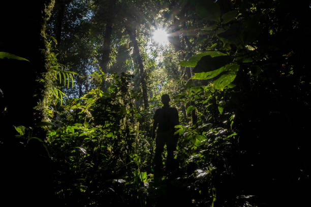 istock Man Walking in the Rainforest - Stock Photo 2151218209