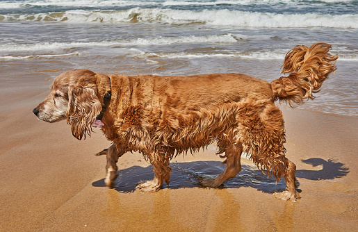 An English cocker spaniel, a breed of companion dog, frolics on a sandy beach by the sea. Water dog enjoying the waves and sun