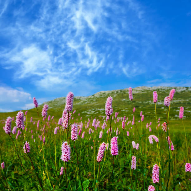 green hill covered by wild flowers under blue cloudy sky