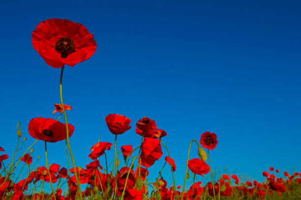 closeup red poppy flowers on blue sky background